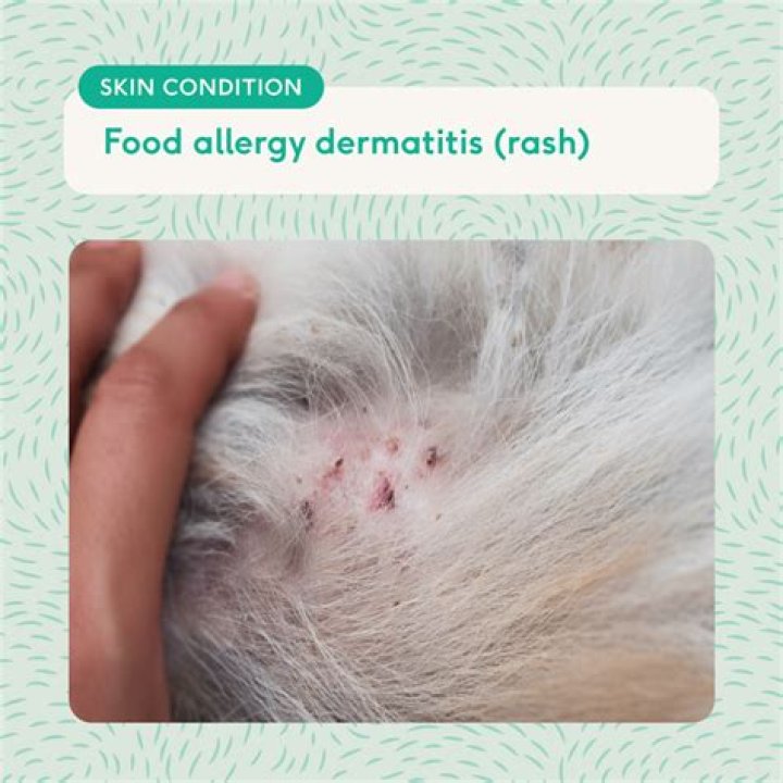 Could i have developed an allergy to my dog?