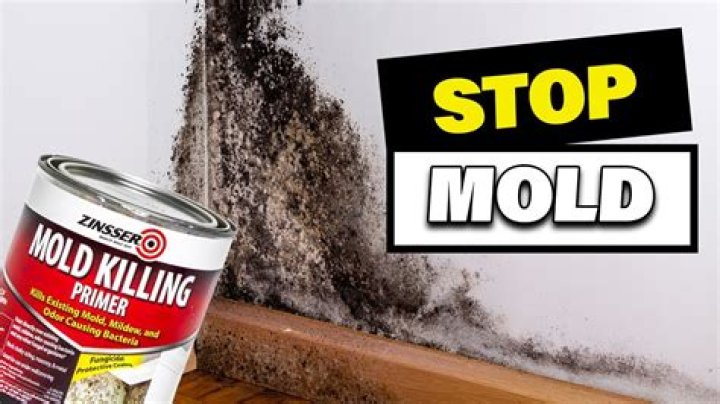 Could mold kill you?
