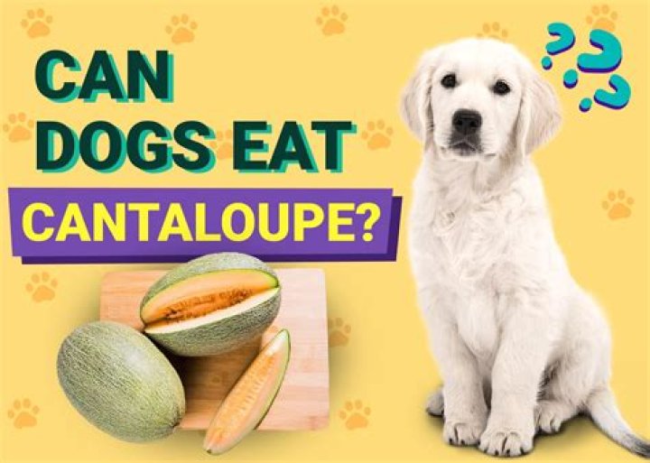 Could my dog eat cantaloupe?