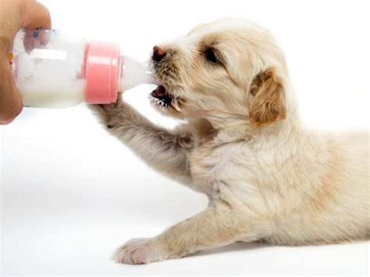 Could puppies drink cow milk?