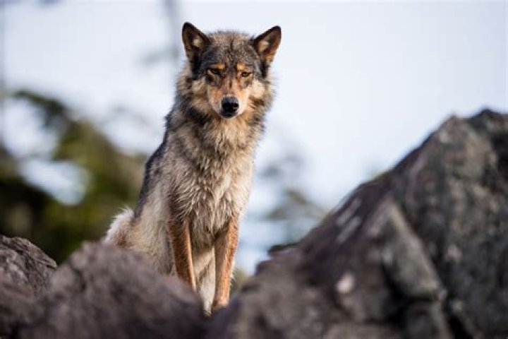 Could wolves be domesticated?