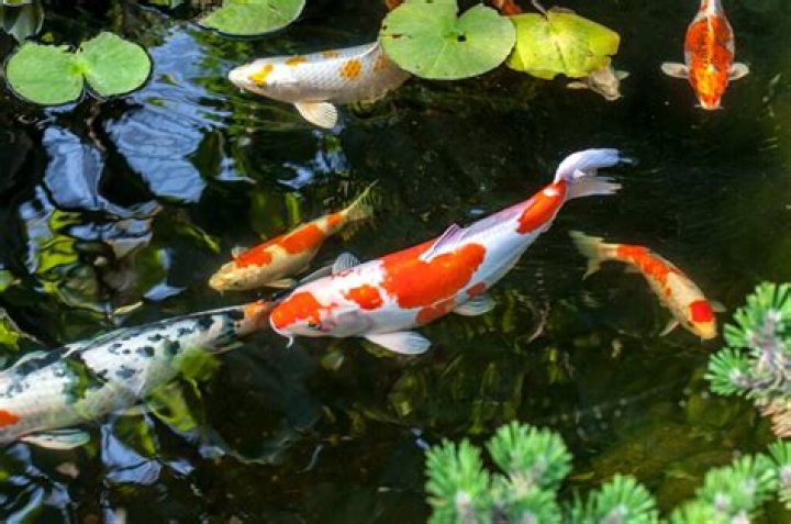 Could you eat koi fish?