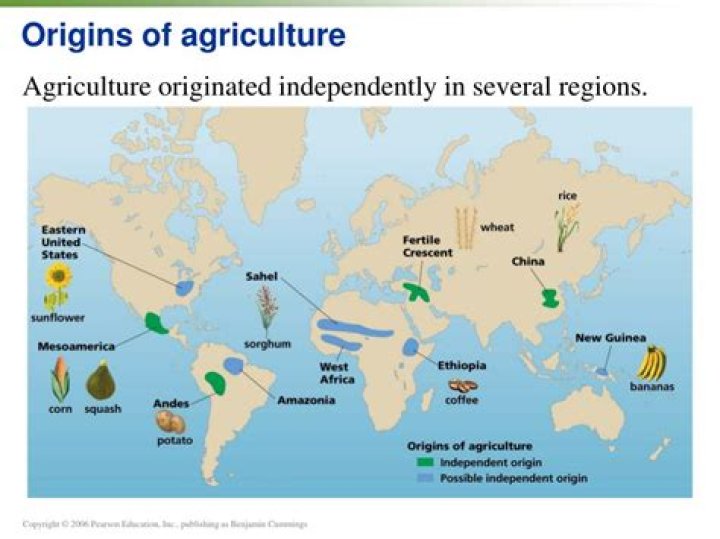 Did agriculture develop independently?
