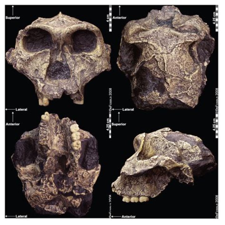 Did australopithecus afarensis hunt?