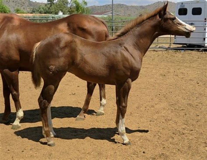 Did barbaro sire any foals?