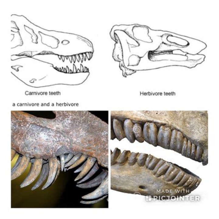 Did herbivorous dinosaurs have teeth?