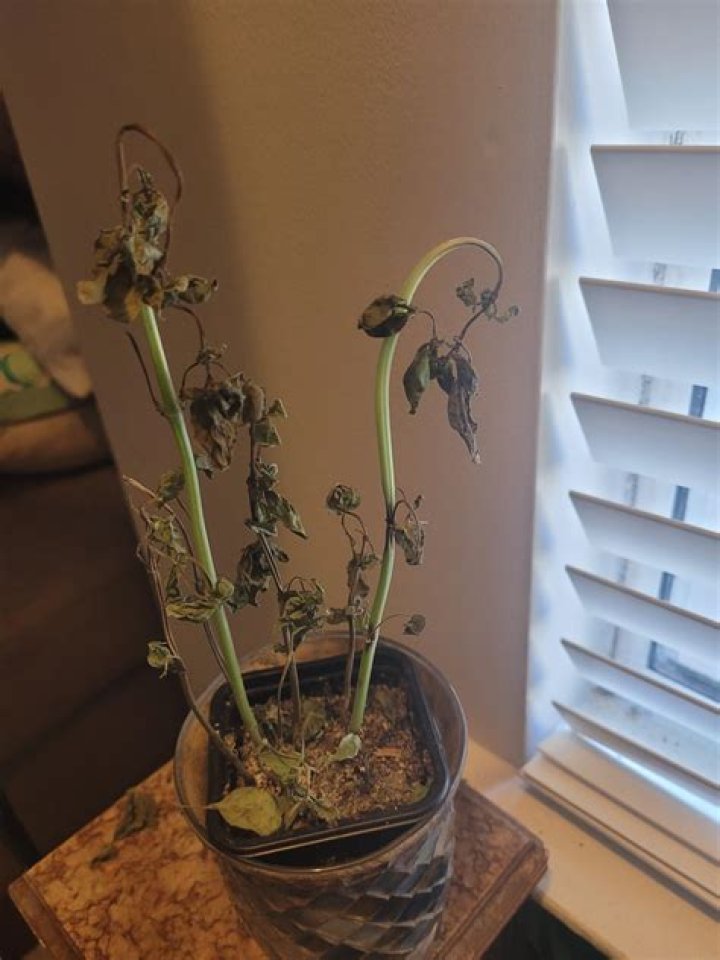 Did i kill my bougainvillea?