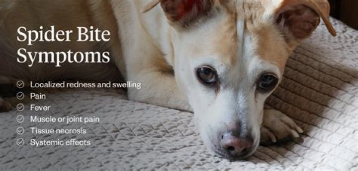 Did my dog get bit by a snake?