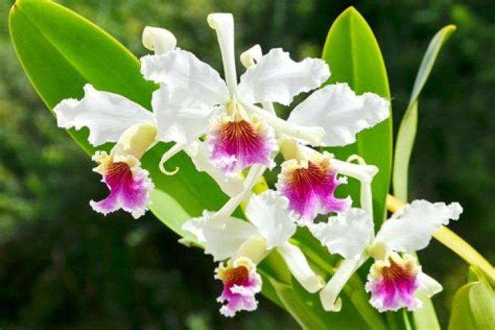 Did rex stout grow orchids?