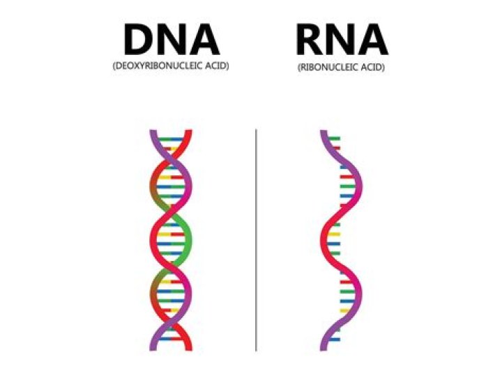 Did rna come before dna?