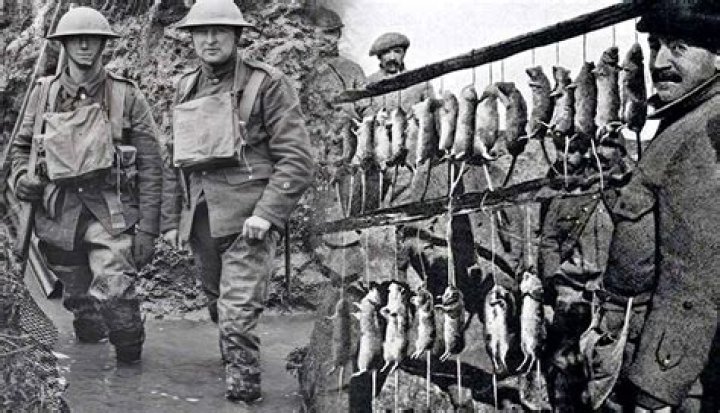 Did they eat rats in the trenches?