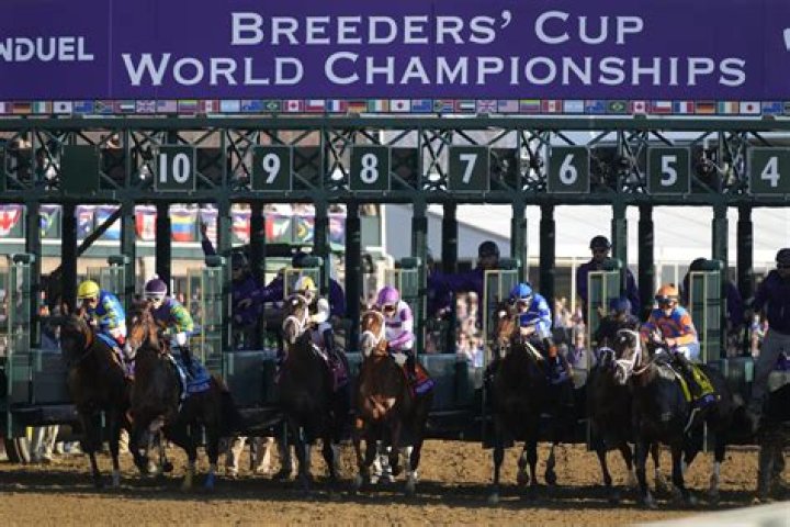 Did tiz the law win the breeders cup?