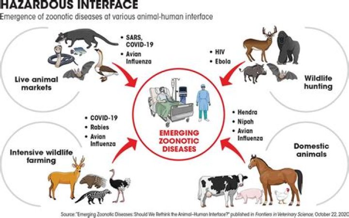 Did tuberculosis come from animals?