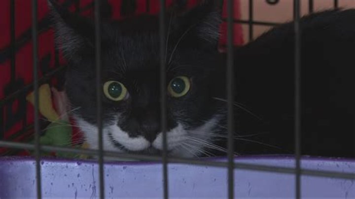 Did tuxedo puppy get adopted?