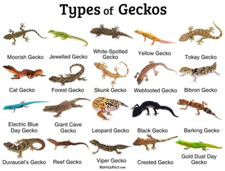 Did you know facts about geckos?
