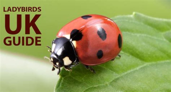 Did you know facts about ladybirds?