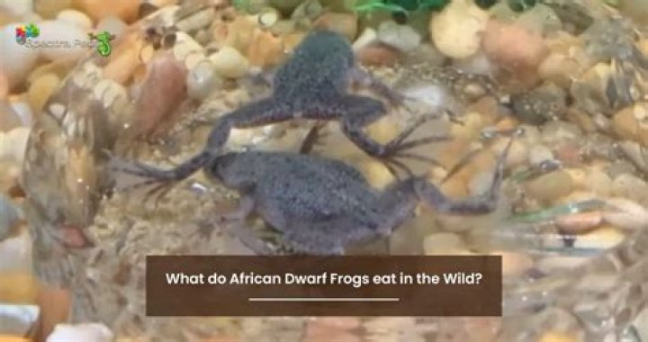Do african dwarf frogs eat?