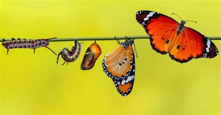 Do all caterpillars turn into butterflies?