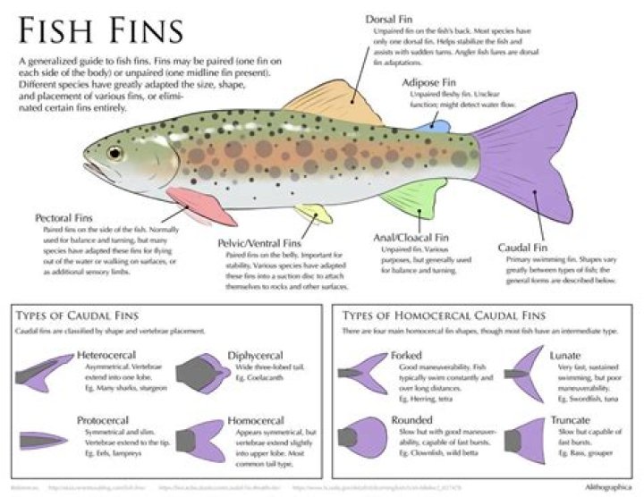 Do all fish have fins?