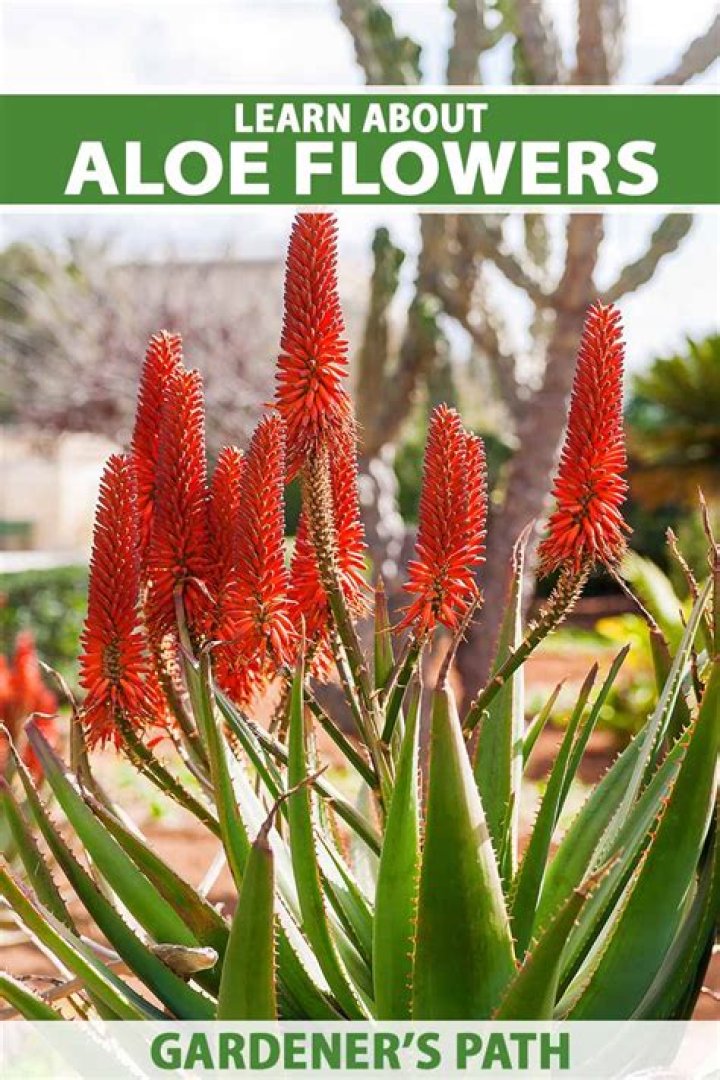 Do aloe vera plants bloom?
