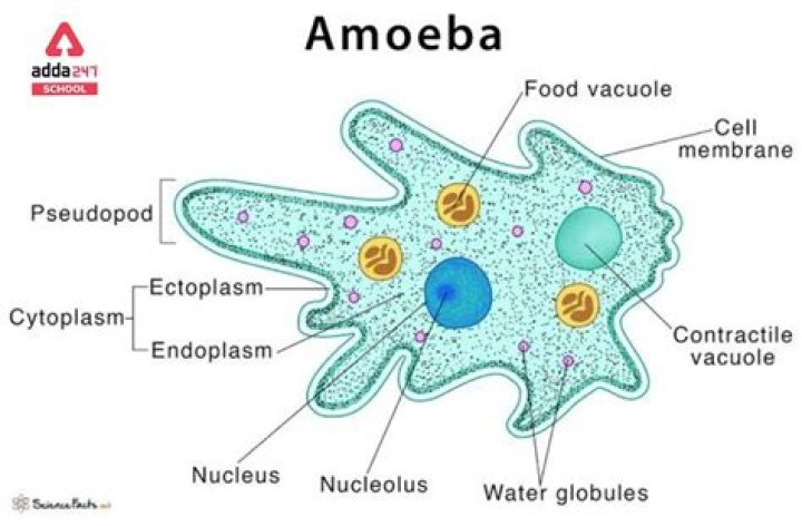 Do amoeba have chloroplasts?
