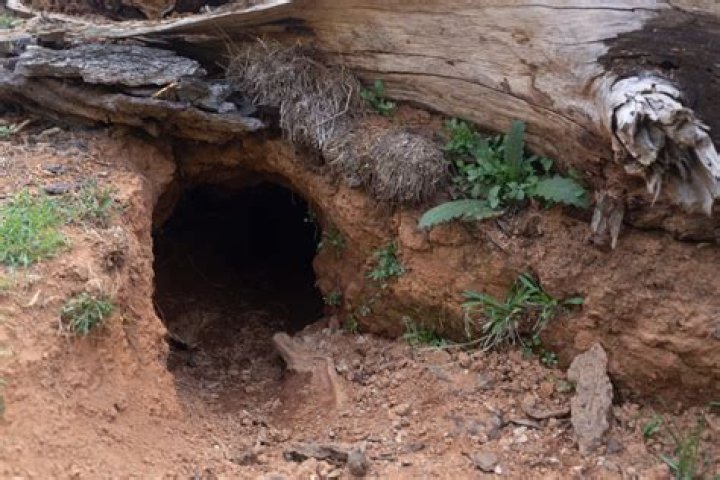 Do bandicoots live in burrows?