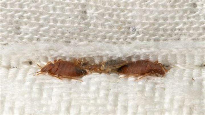 Do bed bugs live in feather beds?