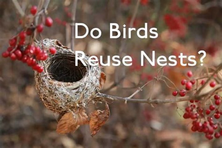 Do birds reuse nests?