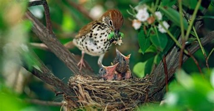 Do birds tell each other where food is?