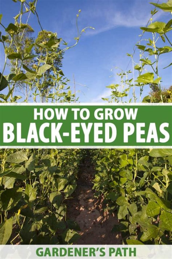 Do black eyed peas get soft?