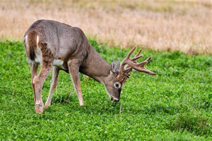 Do black tailed deer eat acorns?