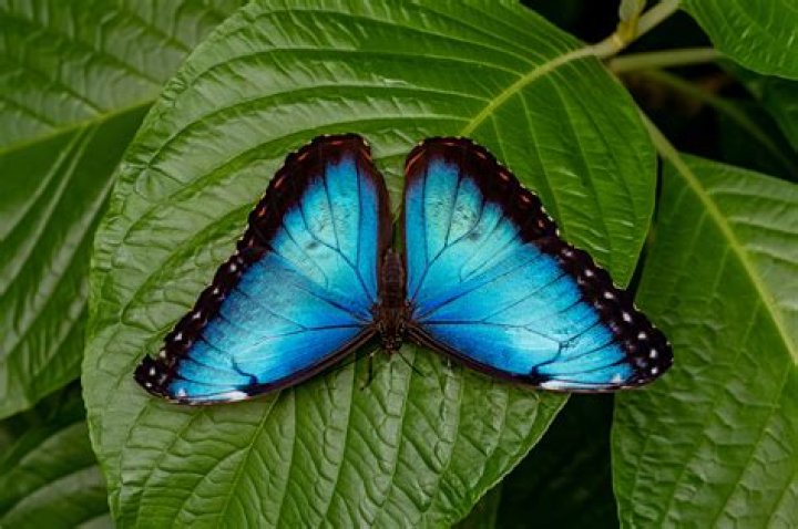 Do blue morpho butterflies?