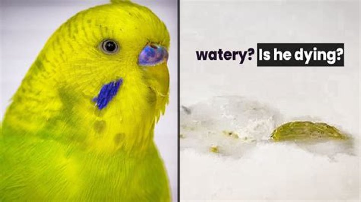 Do budgies have powder down?