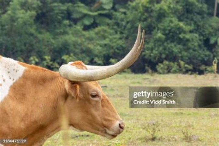 Do bull horns regrow?