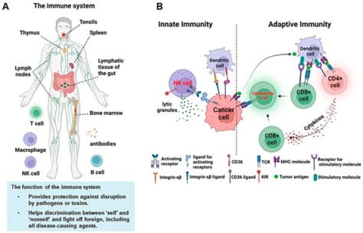 Do cancer survivors have low immunity?