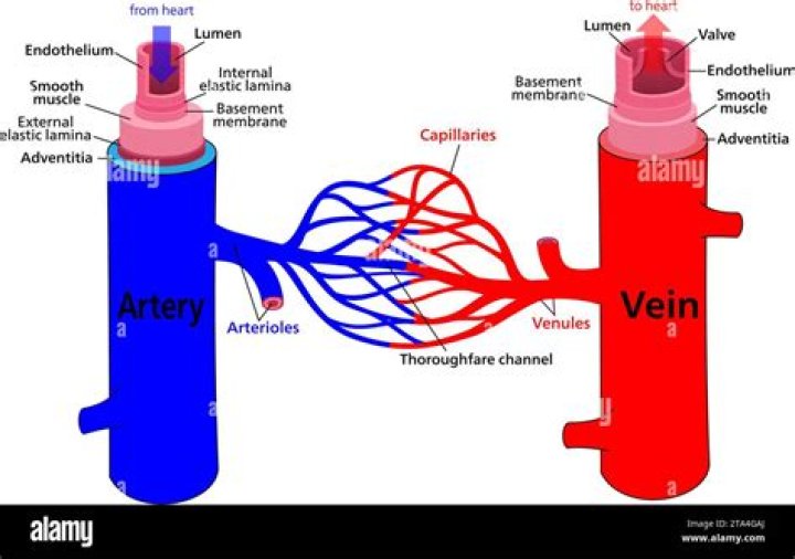 Do capillaries wrapped around the alveoli?