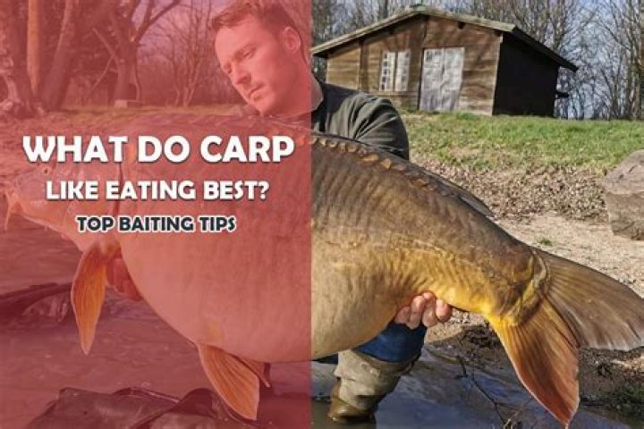 Do carp like luncheon meat?