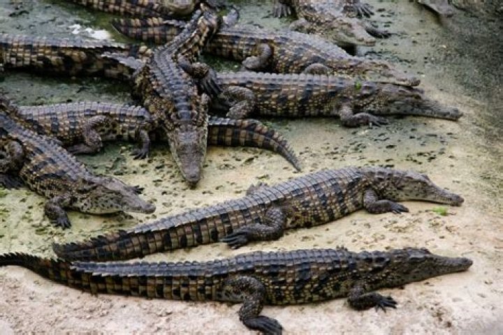 Do cenotes have crocodiles?