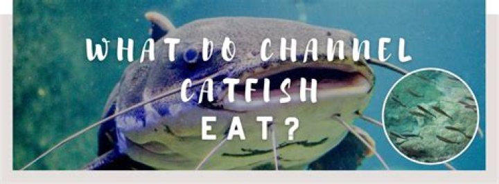 Do channel catfish eat?