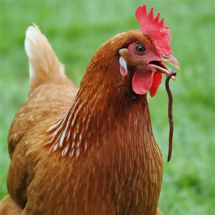 Do chickens eat worms?