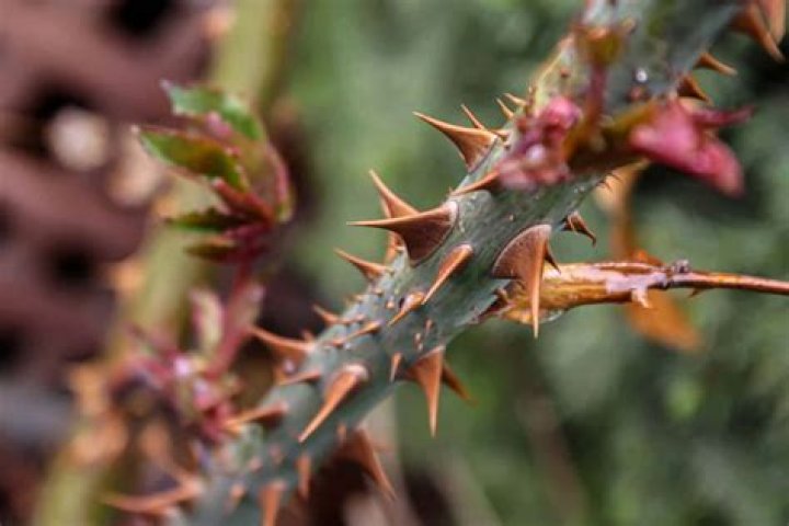 Do chilean mesquite have thorns?