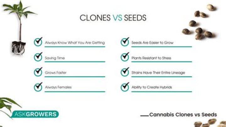 Do clones grow faster than seeds?