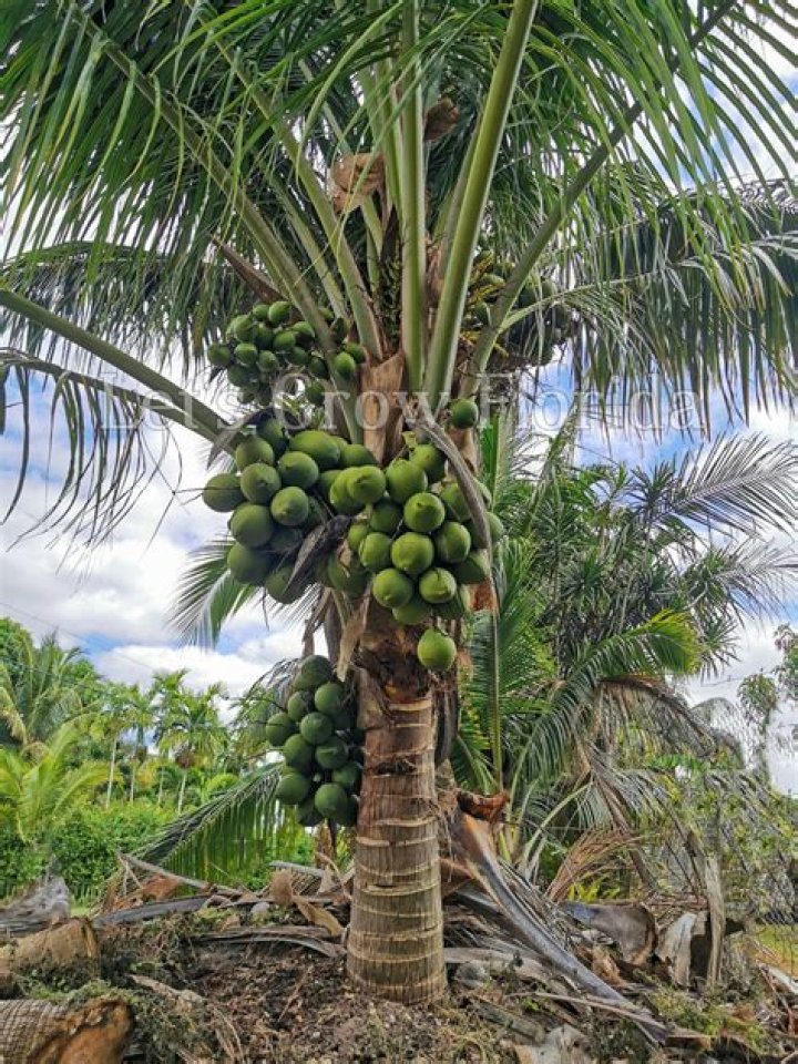 Do cocos nucifera grow in florida?