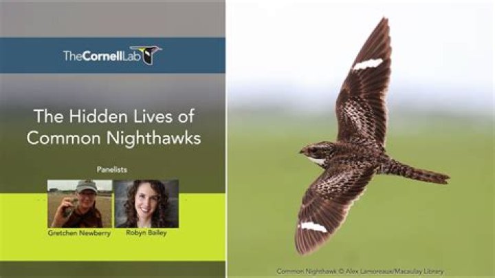 Do common nighthawks fly in groups?