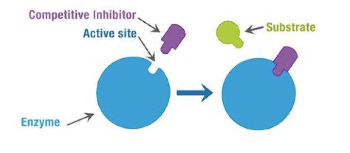 Do competitive inhibitors change the shape of enzymes?