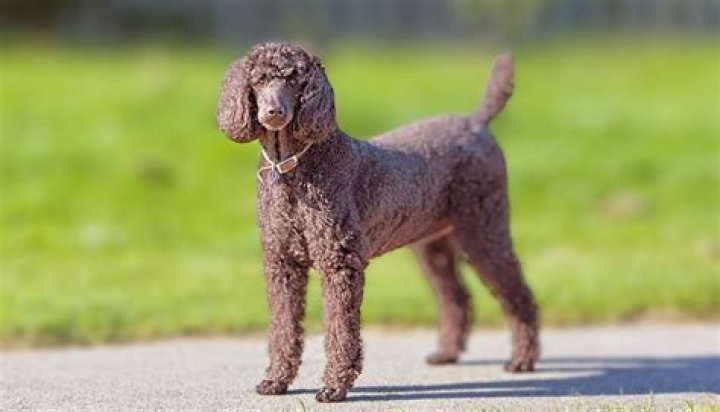 Do curly haired retrievers shed?