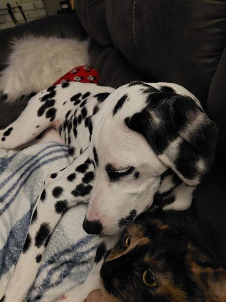 Do dalmatians get along with cats?