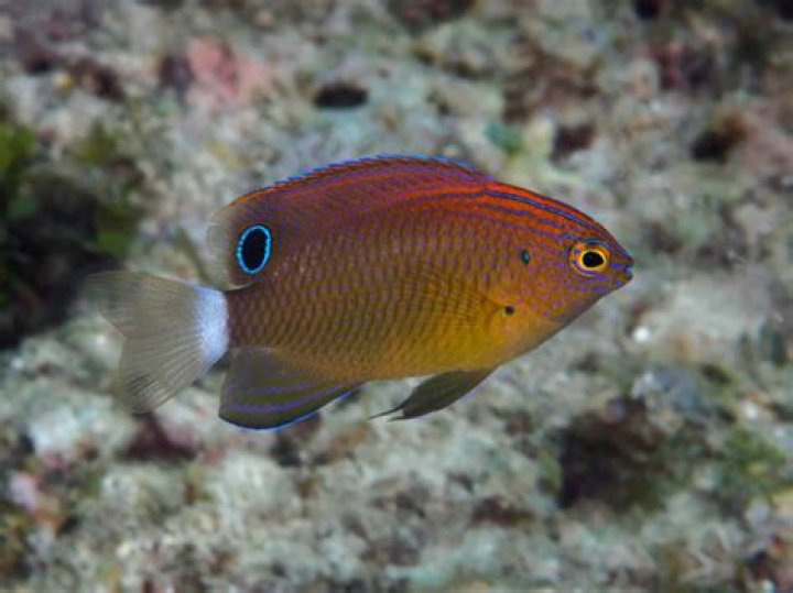 Do damselfish eat algae?