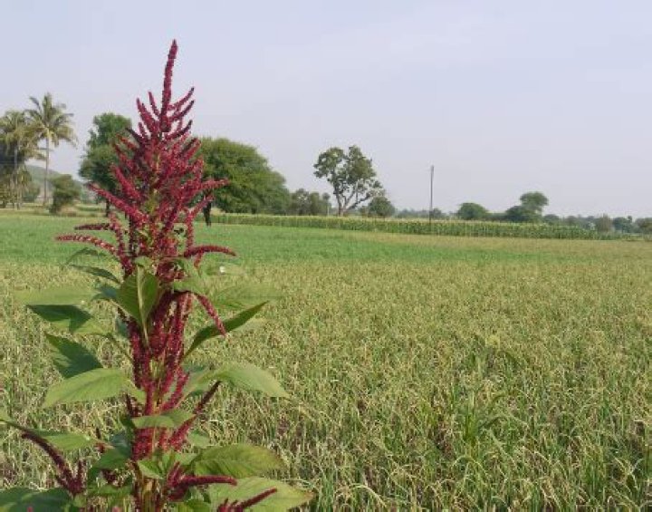 Do deer eat amaranth?