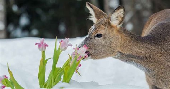 Do deer eat tulips?